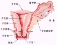 5.宮頸糜爛調(diào)查發(fā)現(xiàn)，有宮頸糜爛的女性，宮頸高度病變發(fā)病率顯著高于無宮頸糜爛者。羅榮城說：“宮頸癌癥狀與宮頸糜爛表現(xiàn)很相似，因此很容易被忽視，需要格外警惕。”
