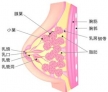 6.乳腺囊性增生據(jù)統(tǒng)計，腺瘤樣增生長期不愈的病例中，約20%可惡變，囊性乳腺增生的女性患乳腺癌的機(jī)會是健康人的4倍?；既橄倌倚栽錾幕颊咭ㄆ跈z查，以便及早發(fā)現(xiàn)有無癌變。
