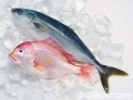 魚油中的OMEGA-3脂肪酸，能阻斷神經(jīng)傳導(dǎo)路徑，增加血清素的分泌量，抵抗憂郁。

