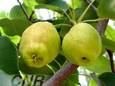 8ӵԷ