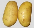 土豆 维生素的总含量是胡萝卜的2倍，西红柿的4倍。此外，土豆还含有人体所必需的矿物质，尤以磷、钙、铁十分丰富，常食之能强身健体。

