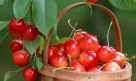 痛风：樱桃干。樱桃中富含花青素，对关节炎、痛风具有很好的治疗效果。美国密歇根大学一项近期研究发现，富含樱桃的饮食可使炎症降低50%。建议每天吃两次樱桃干，每次约132克。
