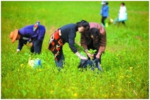 路邊野菜中三種重金屬超標